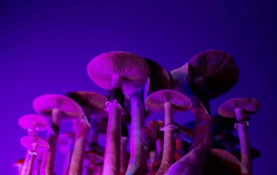 New Psilocybin Trials Show Promising Results for Addiction Treatment